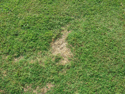 Brown Patches in Lawn