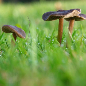 Lawn Mushrooms